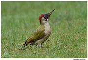 Green-Woodpecker-2